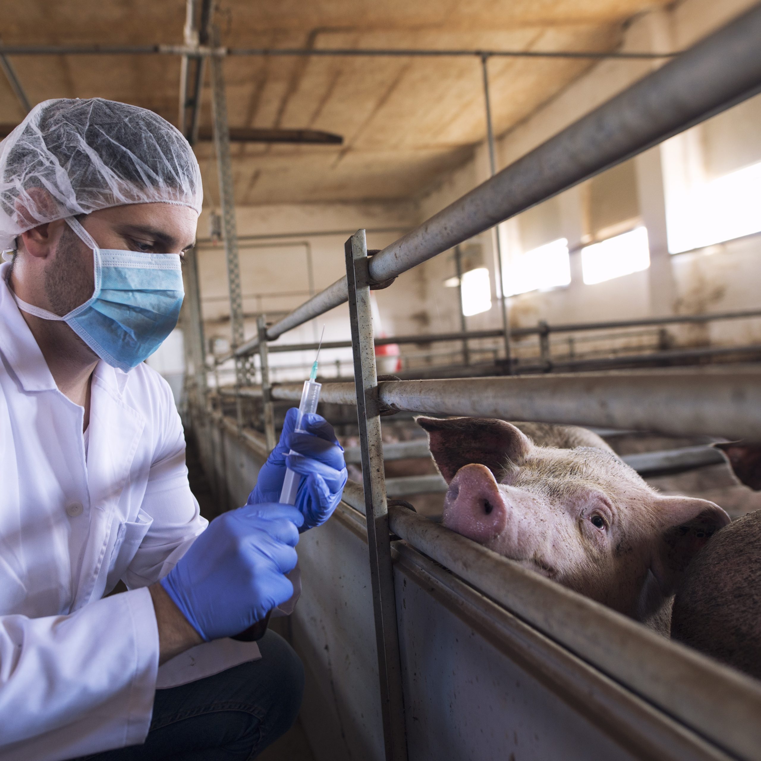 veterinarian cattle farm preparing give medicine shot injection vaccination pigs pig farm scaled